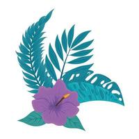 hibiscus beautiful purple color, with branches and tropical leaves, spring summer botanical vector