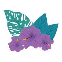 decoration of hibiscus beautiful purple color, with tropical leaves, spring summer botanical vector