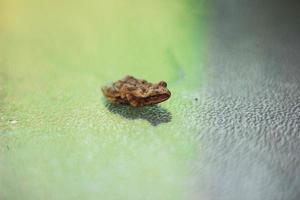Brown frog macro photography photo