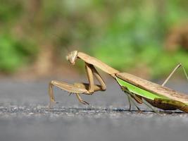 Brown and grey praying mantis on concrete surface photo