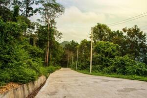 Road through the forest photo