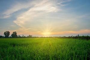 Rice field at sunrise photo