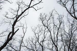 Dry trees and grey sky photo