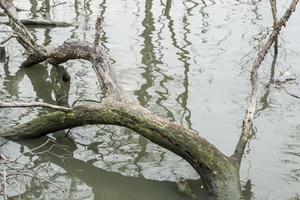 Stumps in the water photo