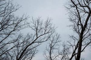 árboles secos y cielo gris foto