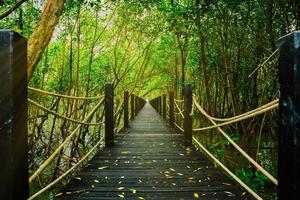 paseo por la naturaleza en el bosque foto