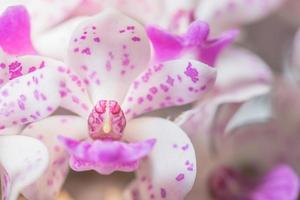 Orchid flower close-up photo