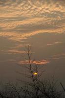 Silhouette of trees at sunrise photo