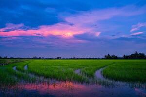 campo de arroz al atardecer foto