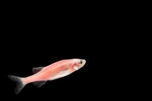 Pink neon tetra fish photo