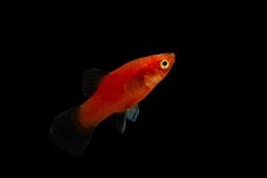 Red Molly Fish photo