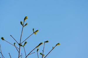 ramas de los árboles con cielo azul foto