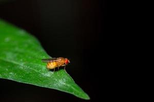 Drosophila on leaf photo