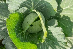 Cabbage in the vegetable farm in summer photo