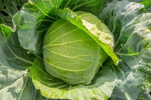 repollo en una granja de verduras foto