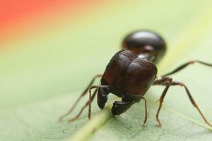 Ant on a leaf, close-up photo
