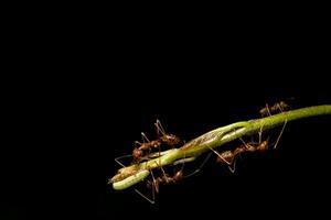 Red ants close-up photo