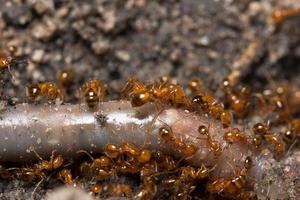 Ants on the ground, close-up photo