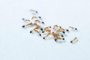 Red ants on white background photo