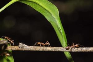 hormigas rojas en una planta foto