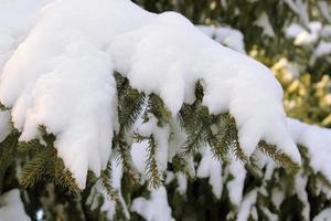 Ramas de piel bajo nieve intensa foto