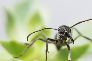 Black ant on a leaf photo