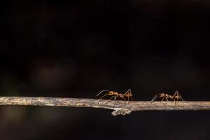 Ants on a branch photo