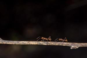 Ants on a branch photo
