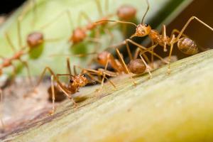 Red ant on a leaf photo