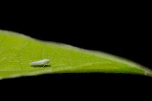 Planthopper on a leaf photo