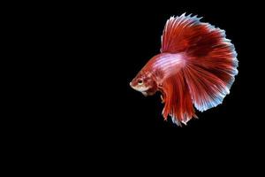 Betta splendens on black background photo