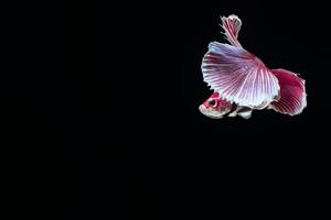 Betta splendens on black background photo