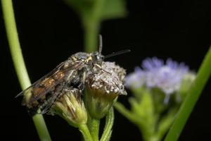 Insect on a flower photo