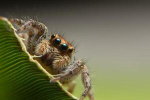 araña en una hoja foto