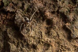 araña en un árbol foto