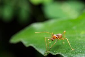 Red ant on a leaf photo