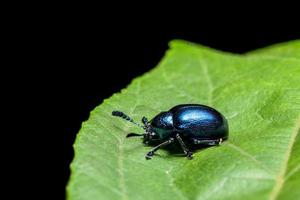 escarabajos azules en una hoja