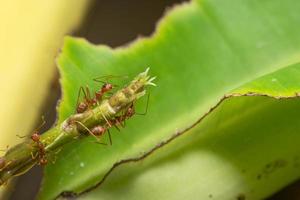 Ants on a plant photo