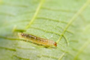 Bamboo worm close-up photo