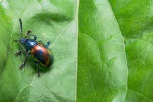 Blue beetle on a leaf photo