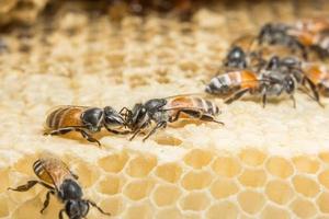 Bees on the beehive photo