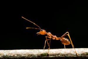 Red ant macro photo