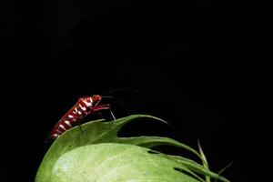 Red assassin bug on a plant photo