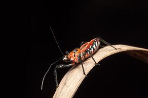 Hemiptera on a branch photo