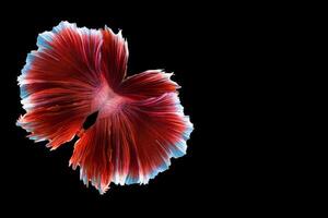 Betta splendens on black background photo