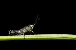 Grasshopper on a branch photo