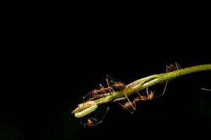 Red ants on a plant photo