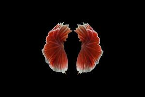 Betta splendens tails on black background photo