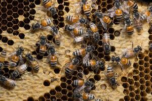 Bees on the beehive photo