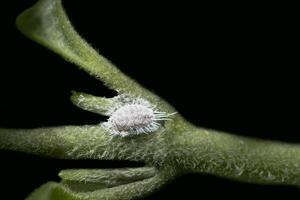 Coccidae on a leaf photo